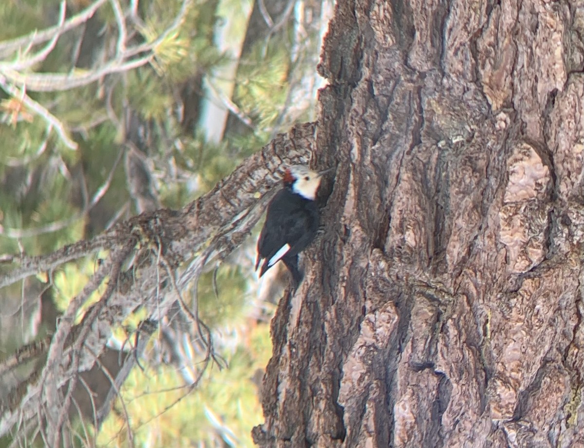 White-headed Woodpecker - ML618726194