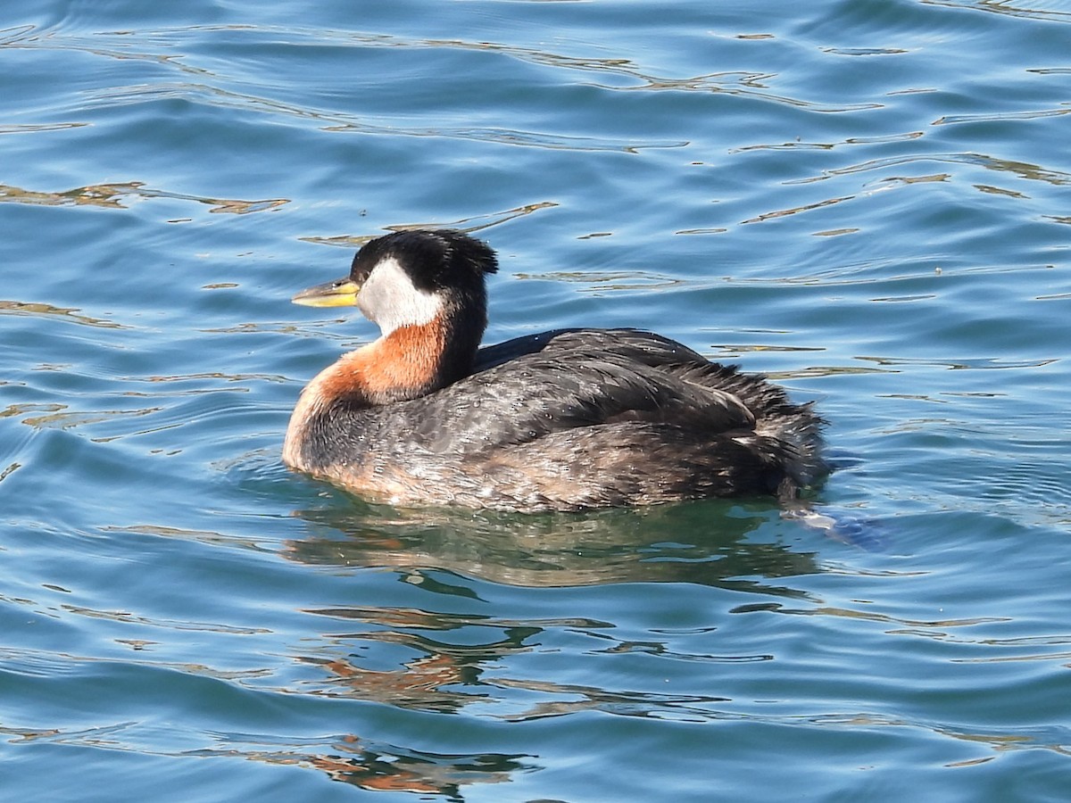 Red-necked Grebe - ML618726199