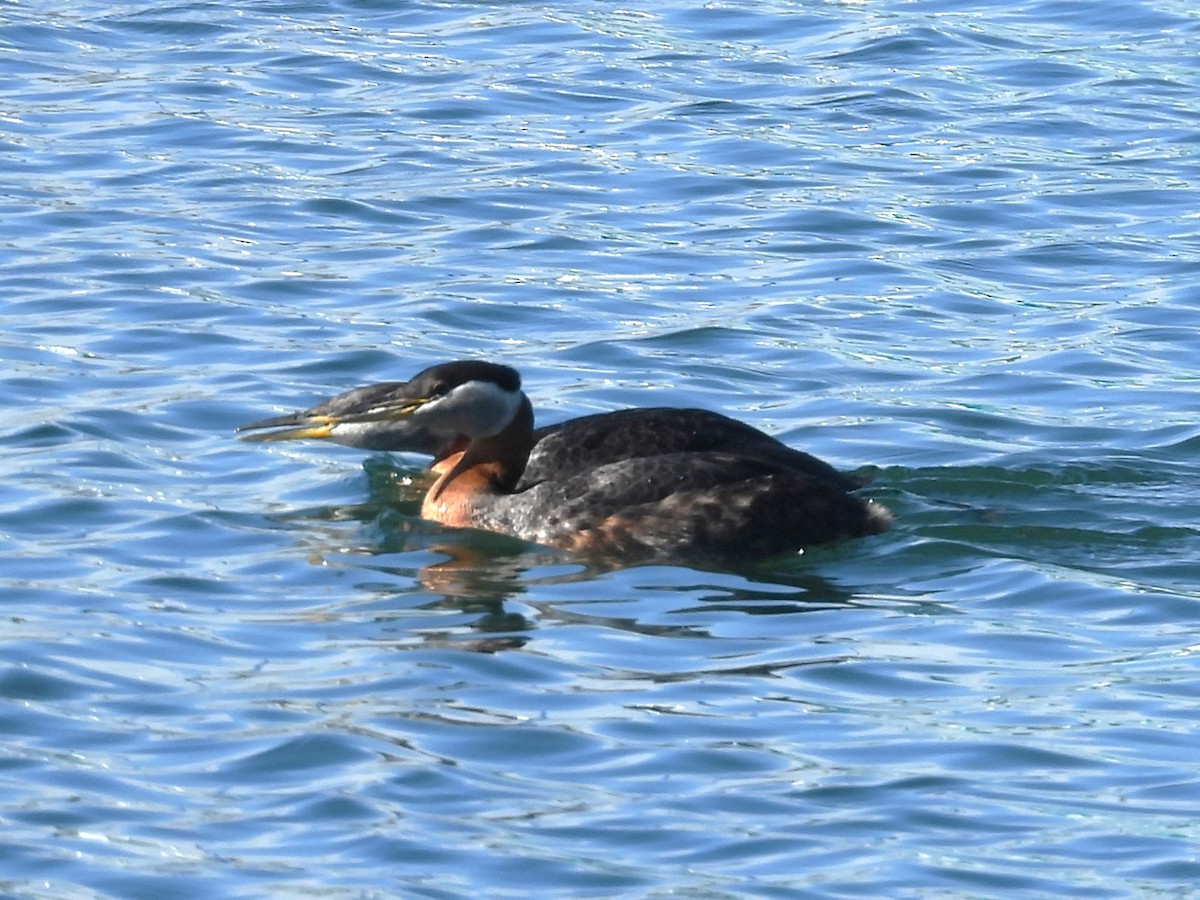 Red-necked Grebe - ML618726200
