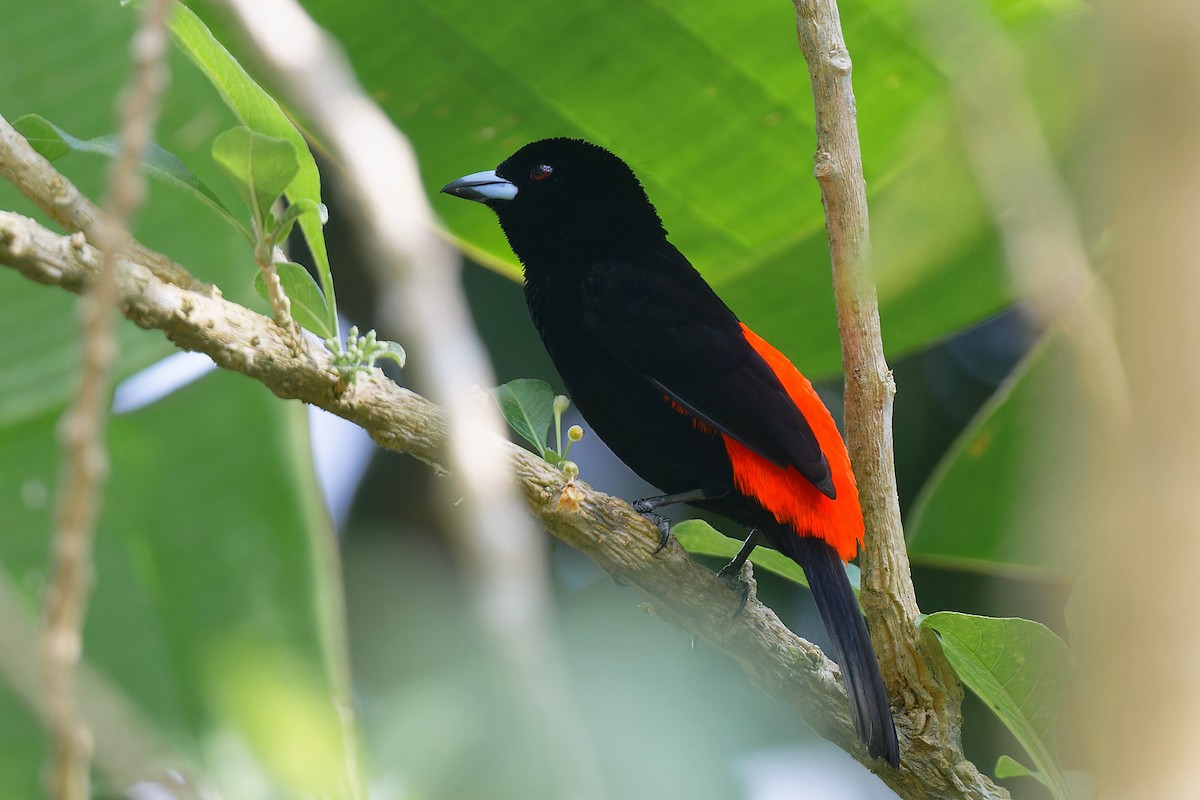 Scarlet-rumped Tanager - ML618726226
