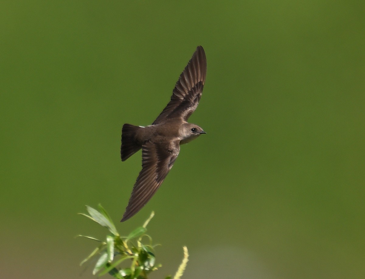 Northern Rough-winged Swallow - ML618726232