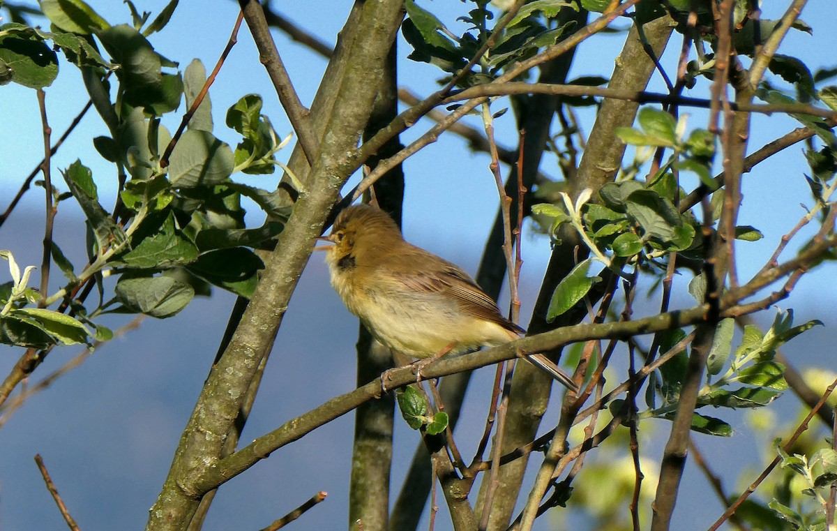 Melodious Warbler - ML618726296