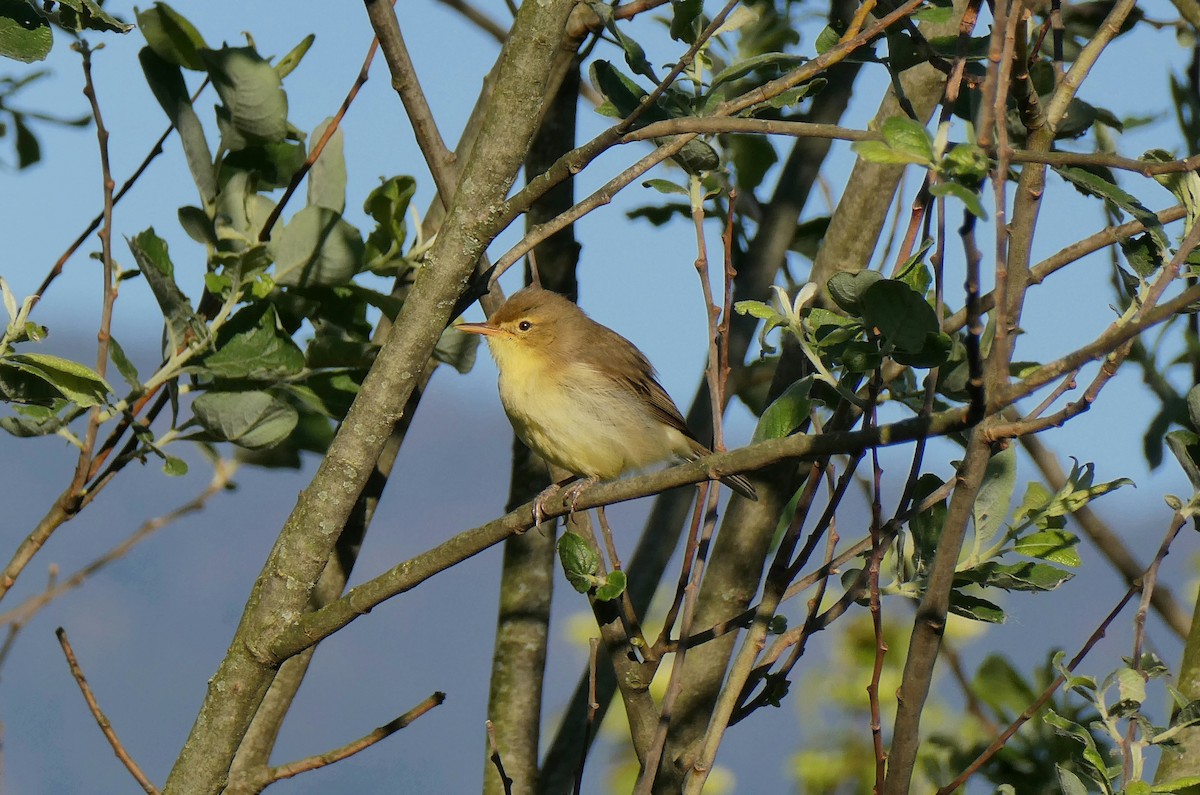 Melodious Warbler - ML618726297
