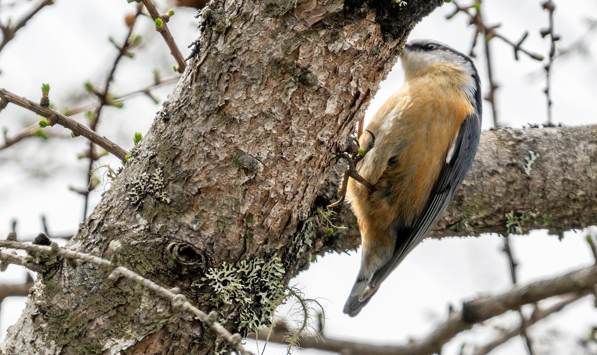 Red-breasted Nuthatch - ML618726317