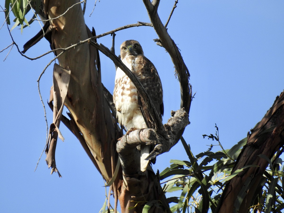 Red-tailed Hawk - ML618726321