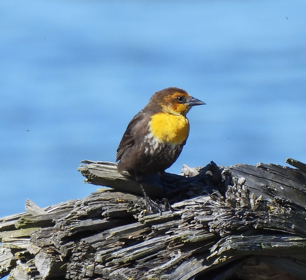 Yellow-headed Blackbird - ML618726338