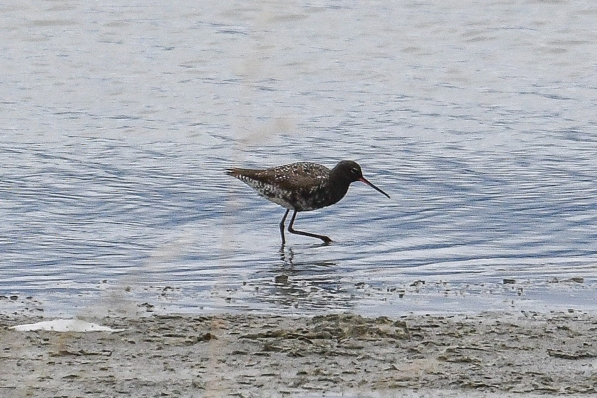 Spotted Redshank - ML618726344