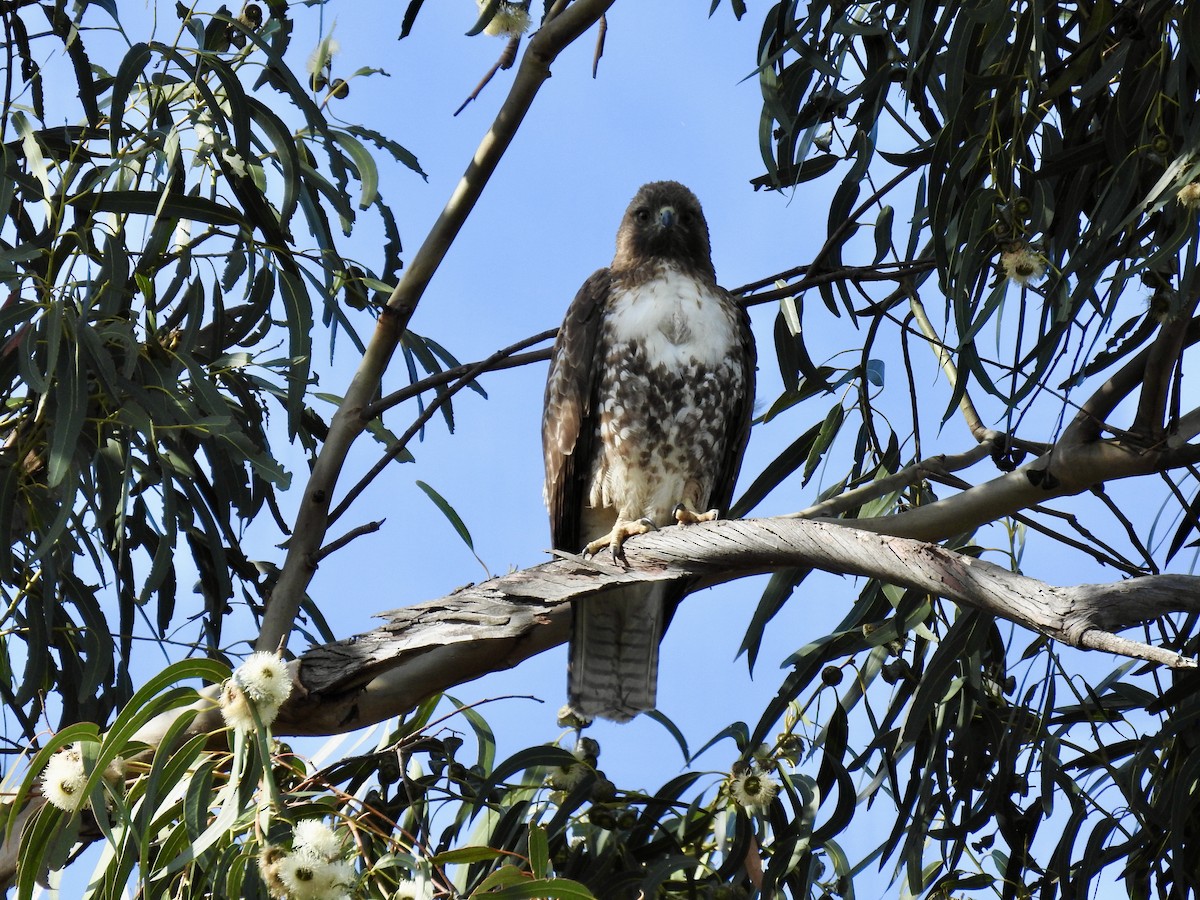 Red-tailed Hawk - ML618726387