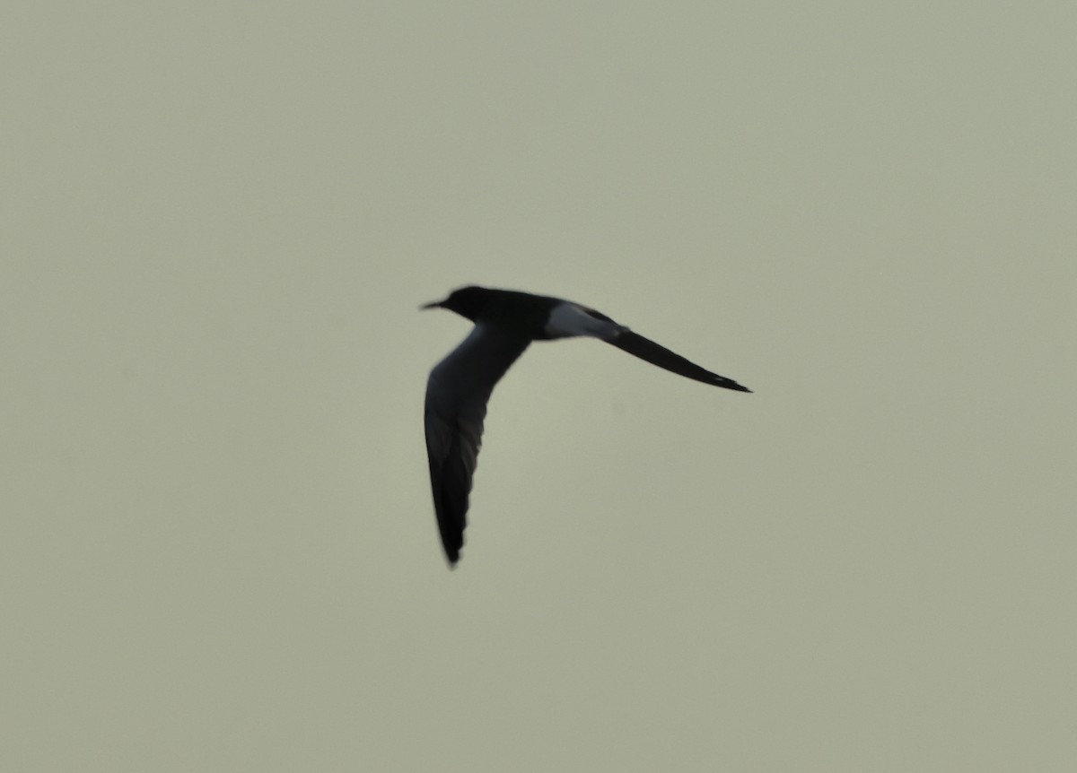 Black Tern - ML618726391