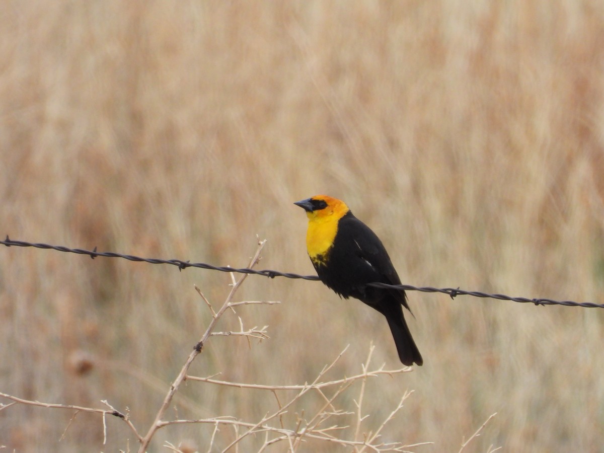 Yellow-headed Blackbird - ML618726399