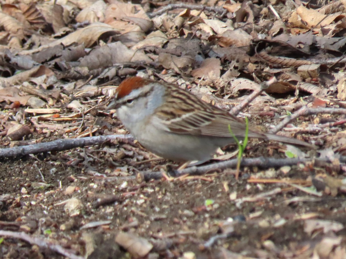 Chipping Sparrow - ML618726487