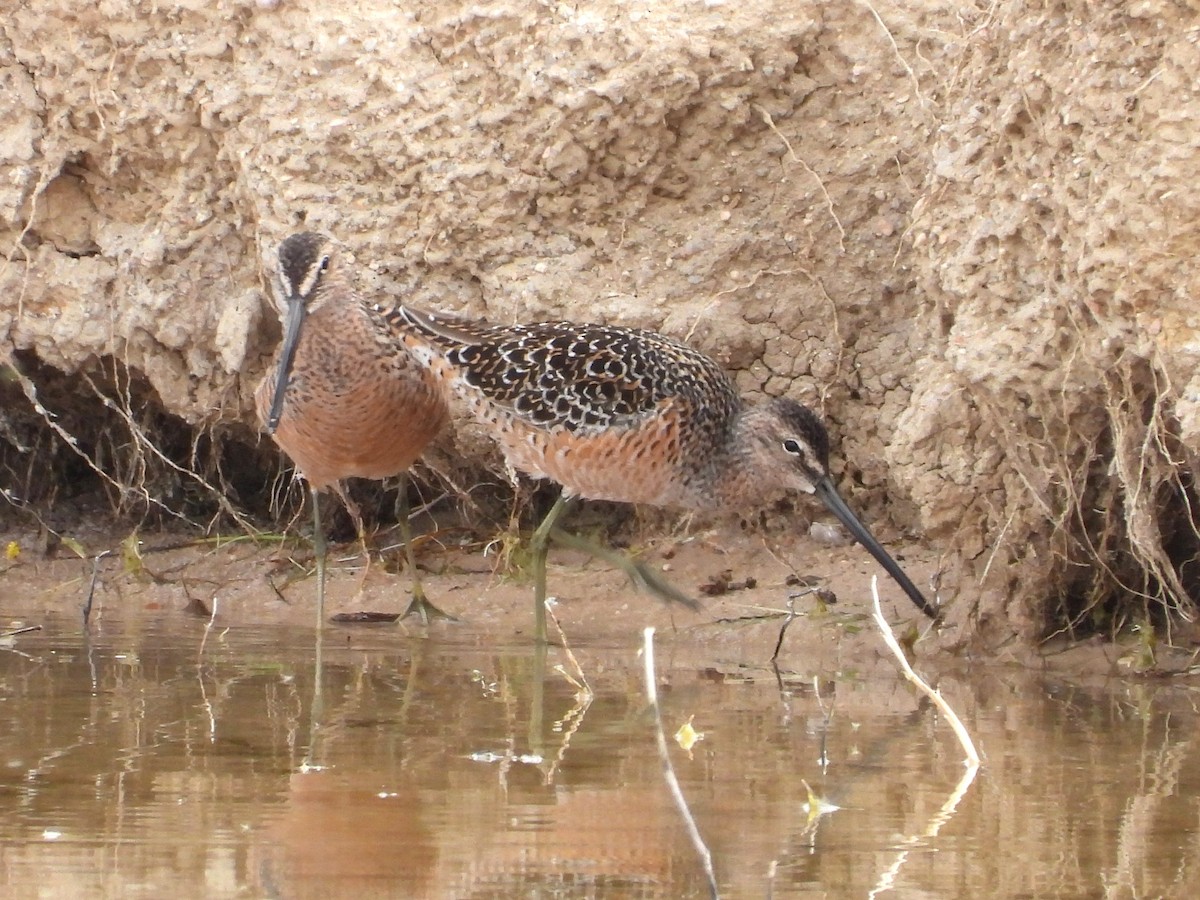 Long-billed Dowitcher - ML618726489