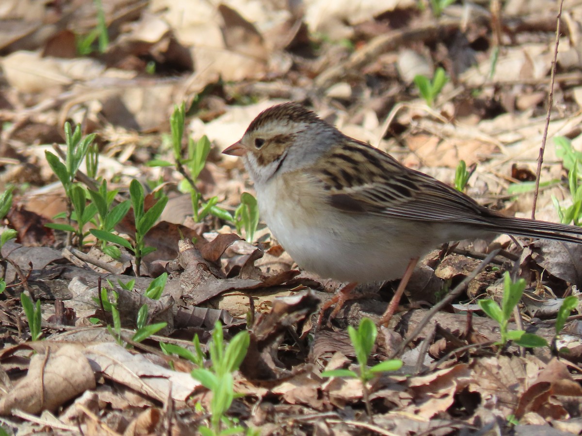 Clay-colored Sparrow - ML618726495