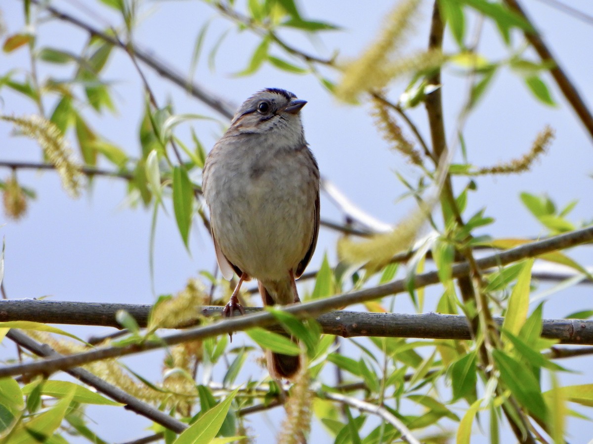 Swamp Sparrow - ML618726518