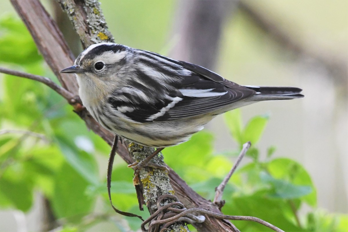 Black-and-white Warbler - ML618726520