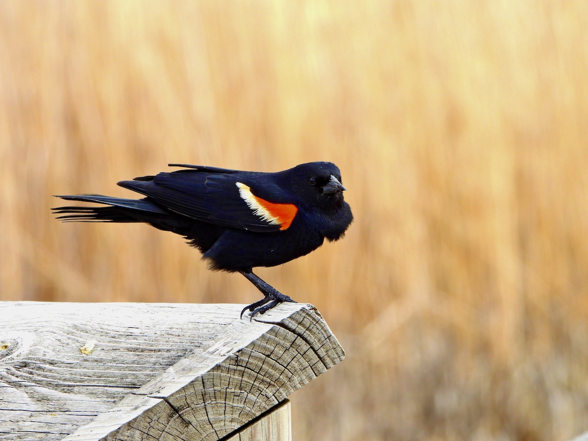 Red-winged Blackbird - ML618726523
