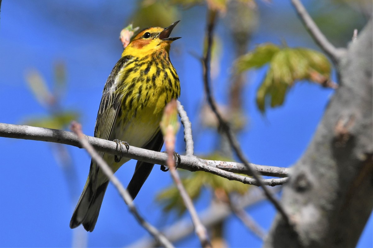 Cape May Warbler - ML618726548