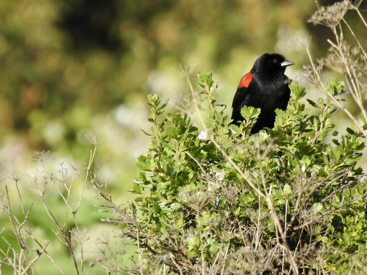 Red-winged Blackbird - ML618726550