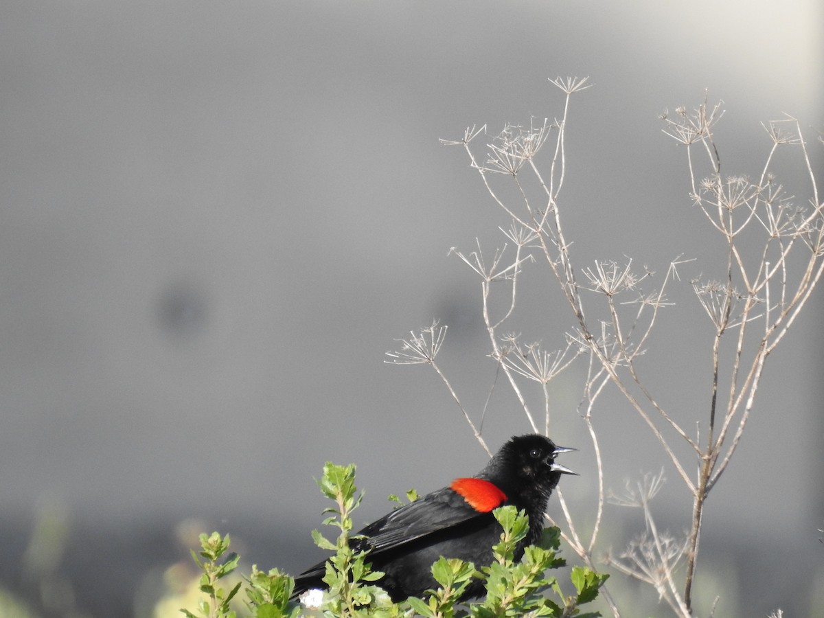 Red-winged Blackbird - ML618726551