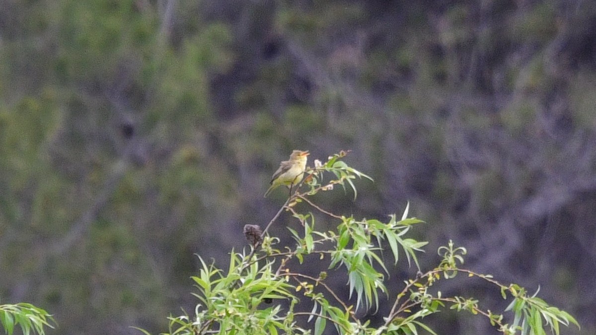 Melodious Warbler - ML618726559