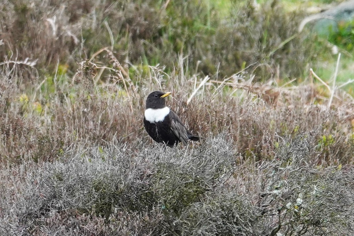 Ring Ouzel (Northern) - ML618726568