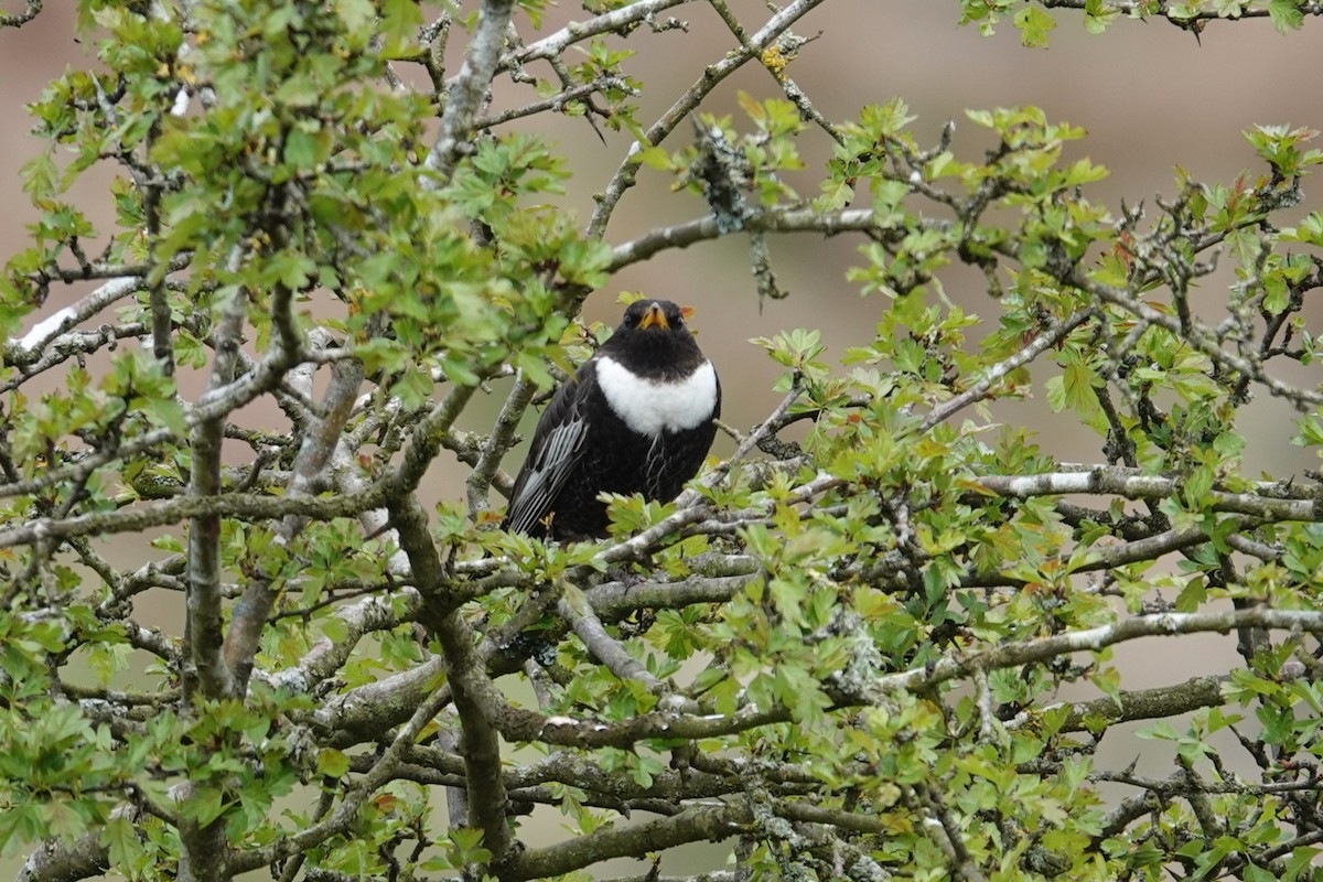 Ring Ouzel (Northern) - ML618726569