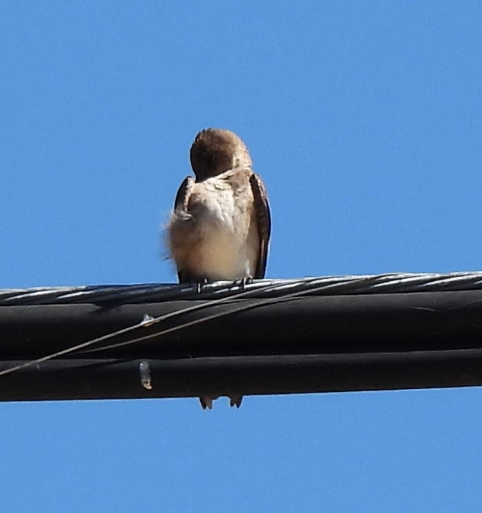 Northern Rough-winged Swallow - ML618726576