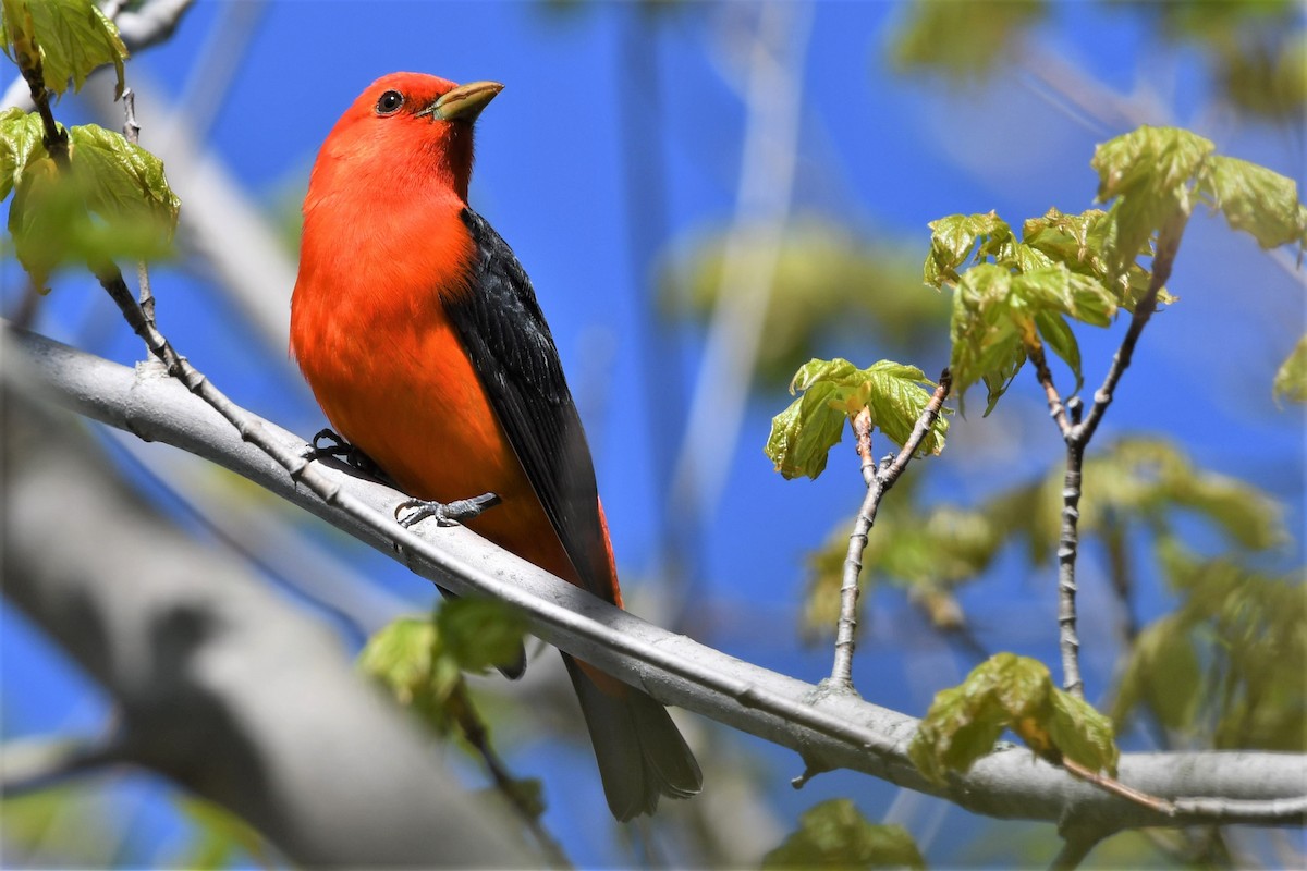 Scarlet Tanager - ML618726583