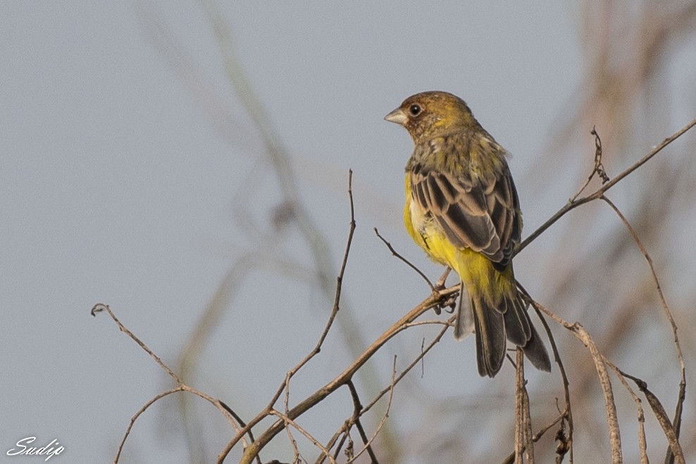 Red-headed Bunting - ML618726592