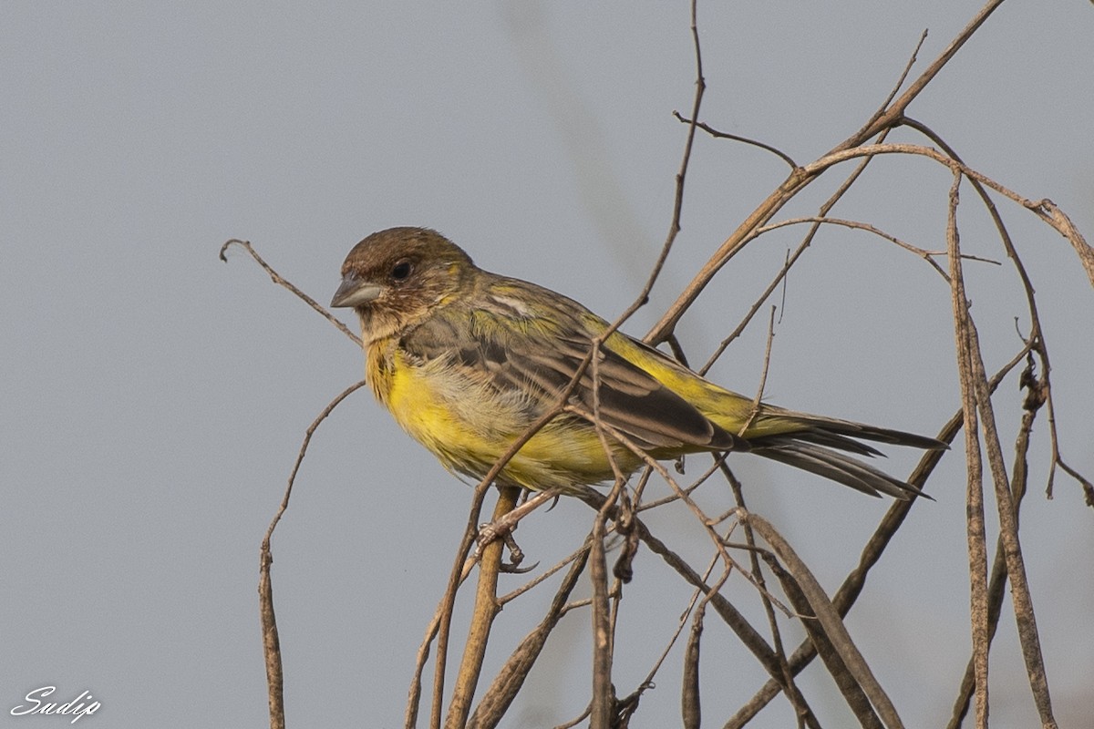 Red-headed Bunting - ML618726593