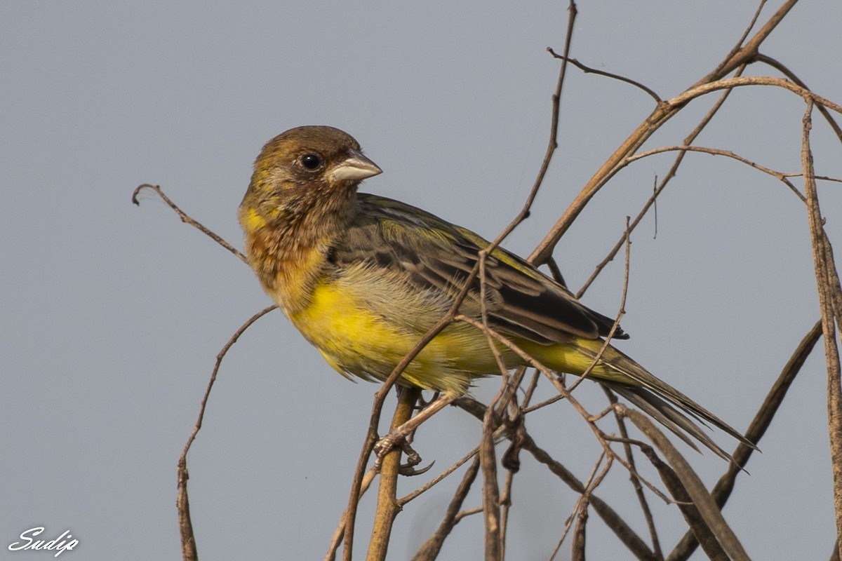 Red-headed Bunting - ML618726594