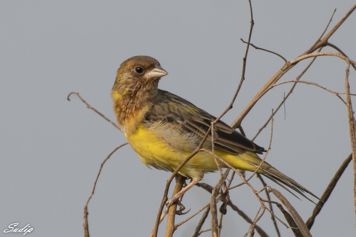Red-headed Bunting - ML618726595