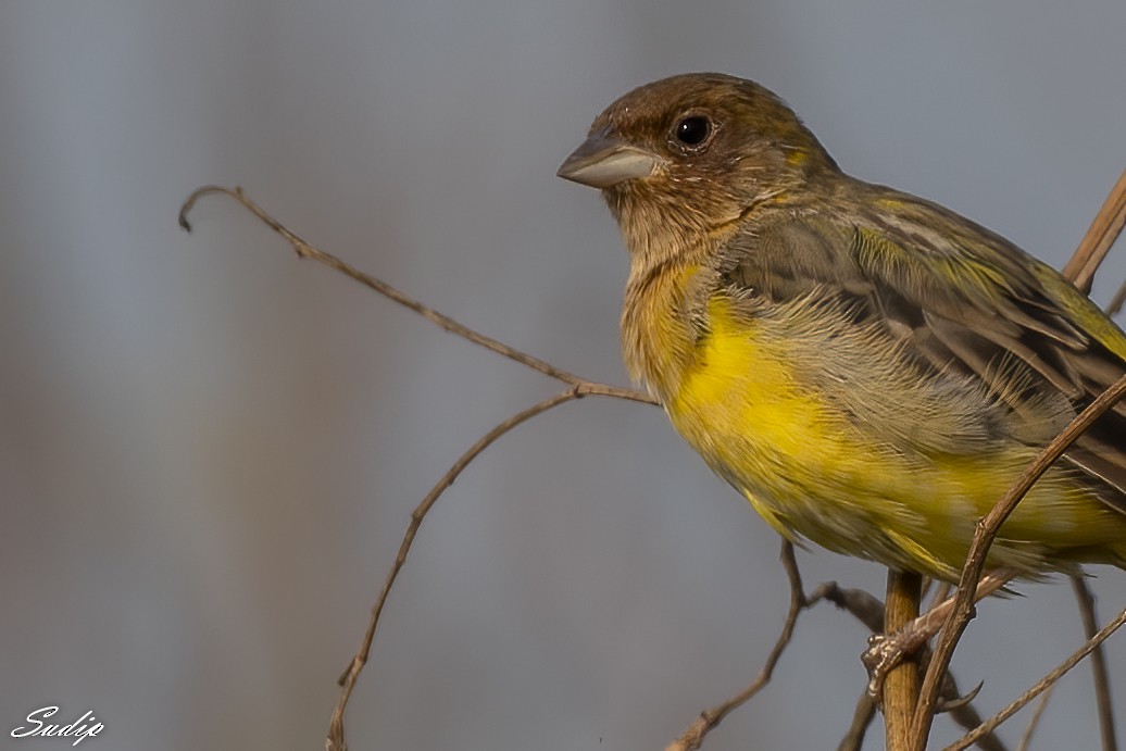 Red-headed Bunting - ML618726596