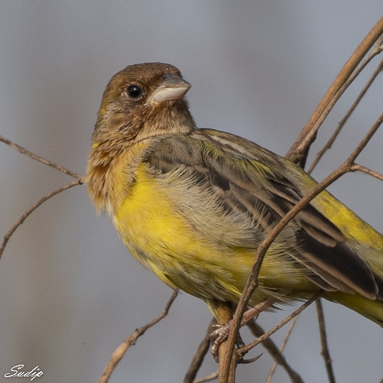 Red-headed Bunting - ML618726598