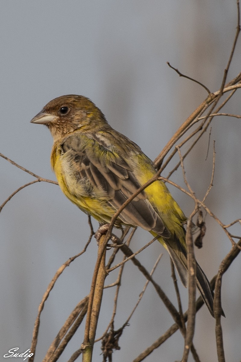 Red-headed Bunting - ML618726599