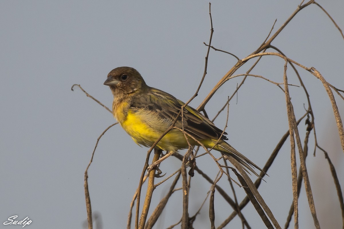 Red-headed Bunting - ML618726600