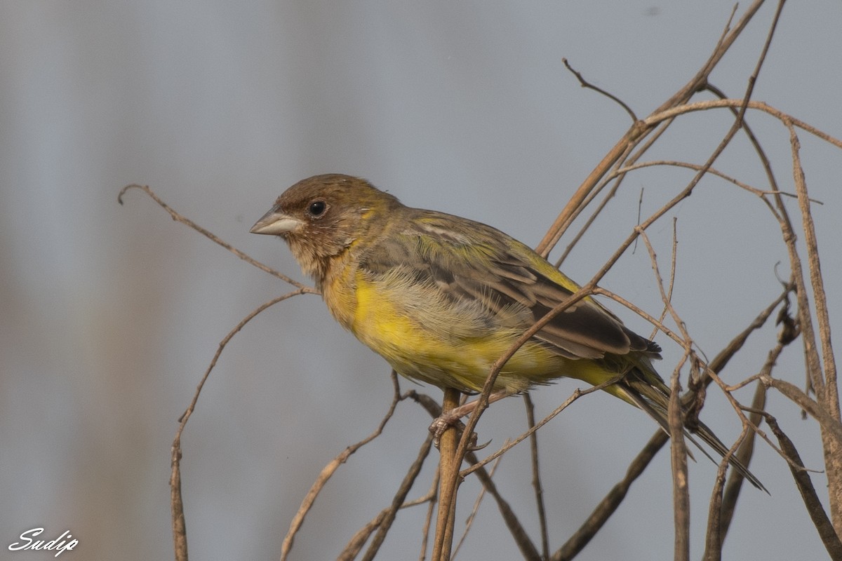 Red-headed Bunting - ML618726601