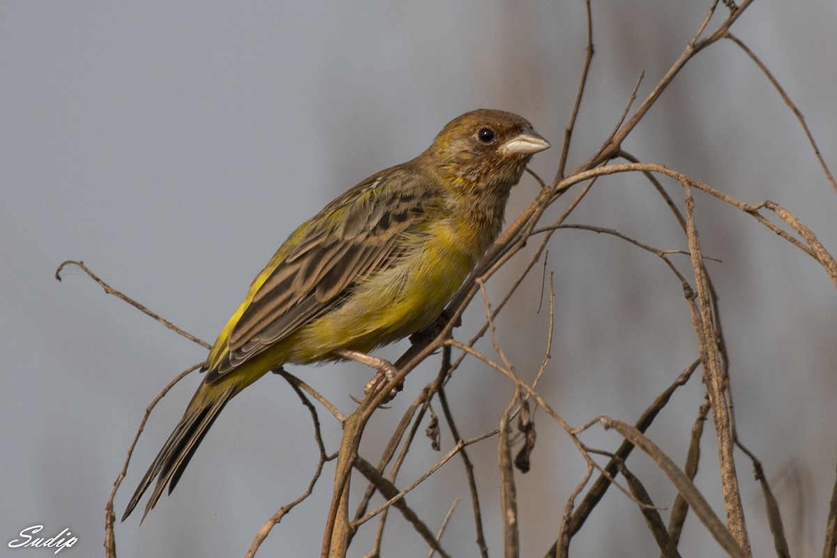 Red-headed Bunting - ML618726602