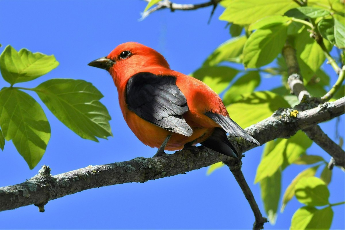 Scarlet Tanager - ML618726603