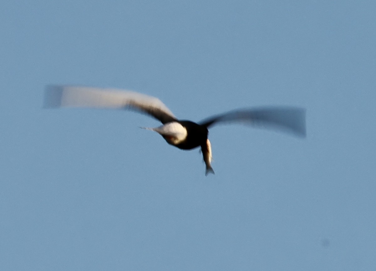 White-winged Tern - ML618726607