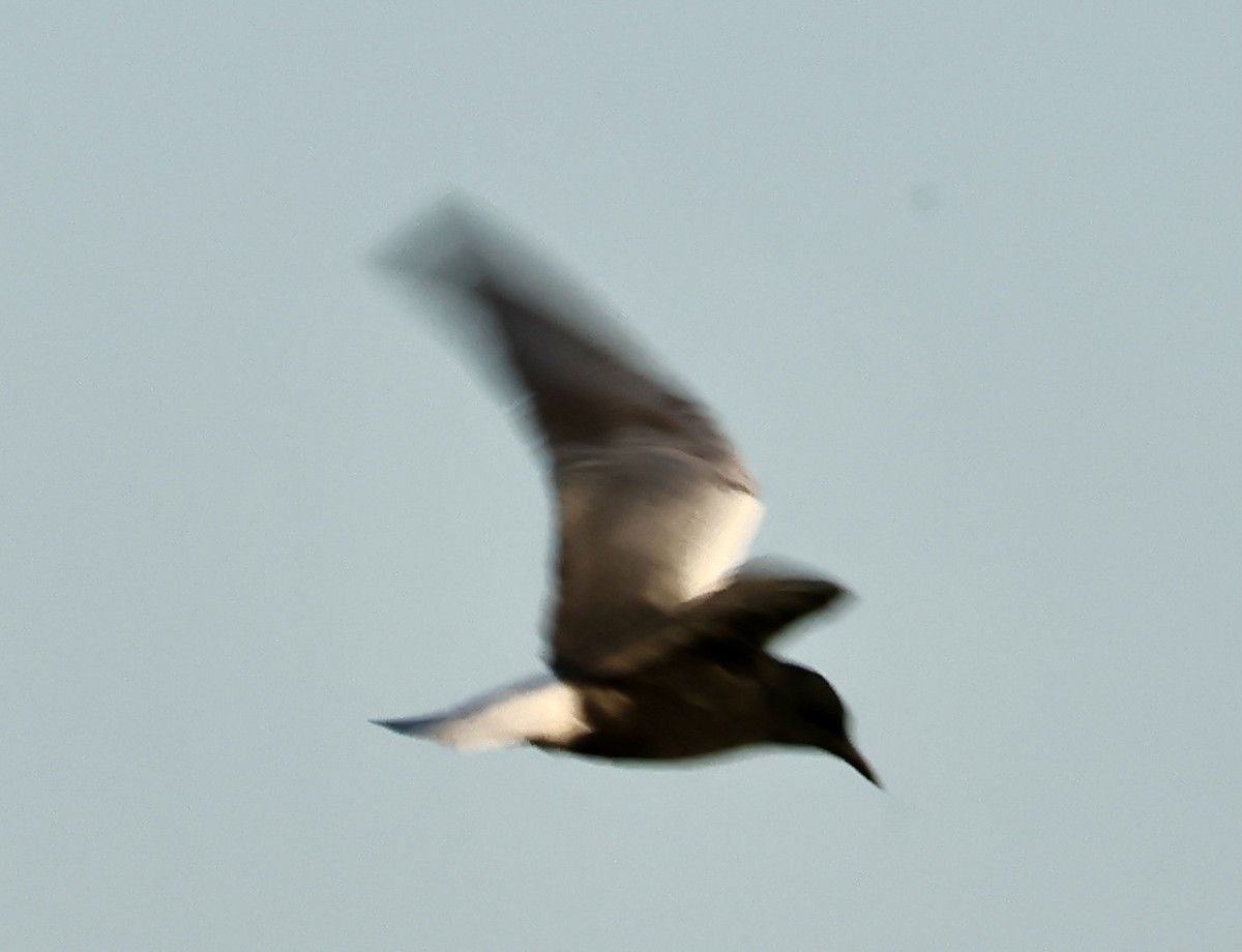 White-winged Tern - ML618726608