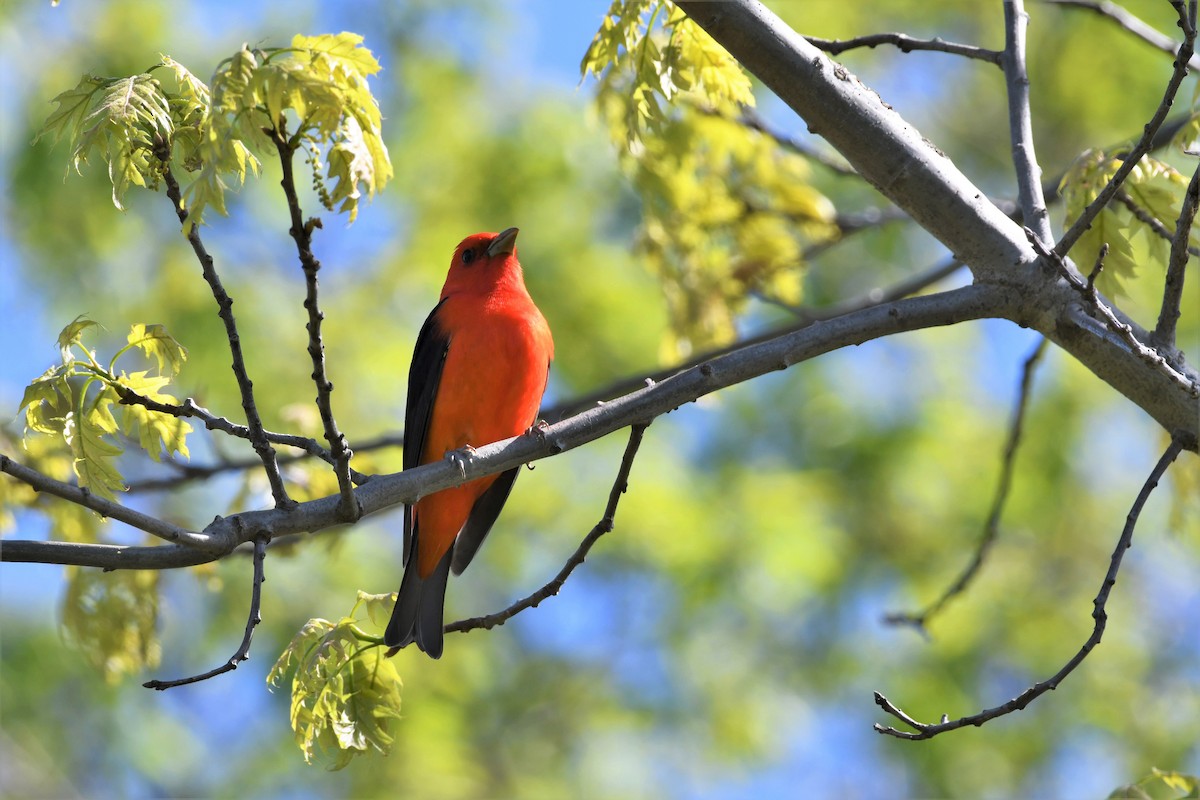 Scarlet Tanager - ML618726618