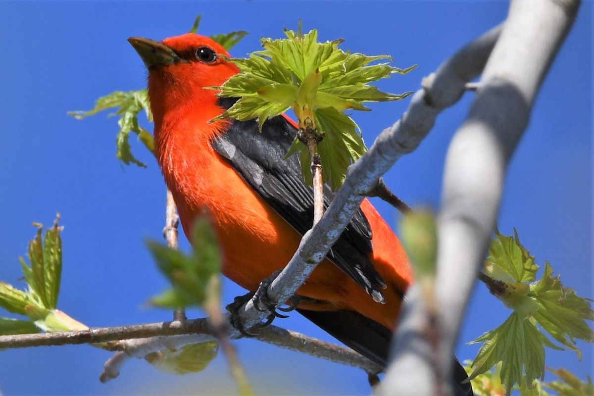 Scarlet Tanager - ML618726626