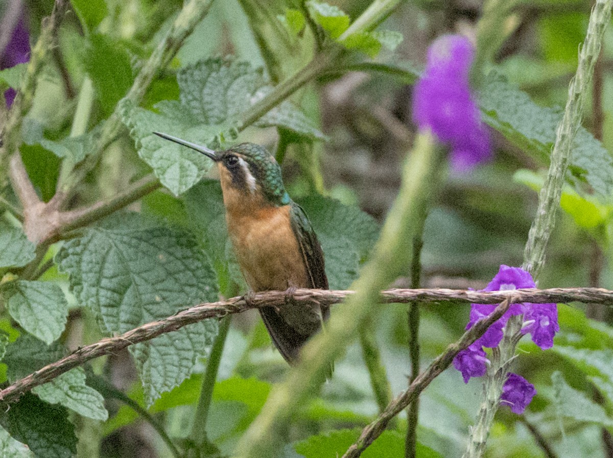 Rufous-tailed Hummingbird - ML618726632