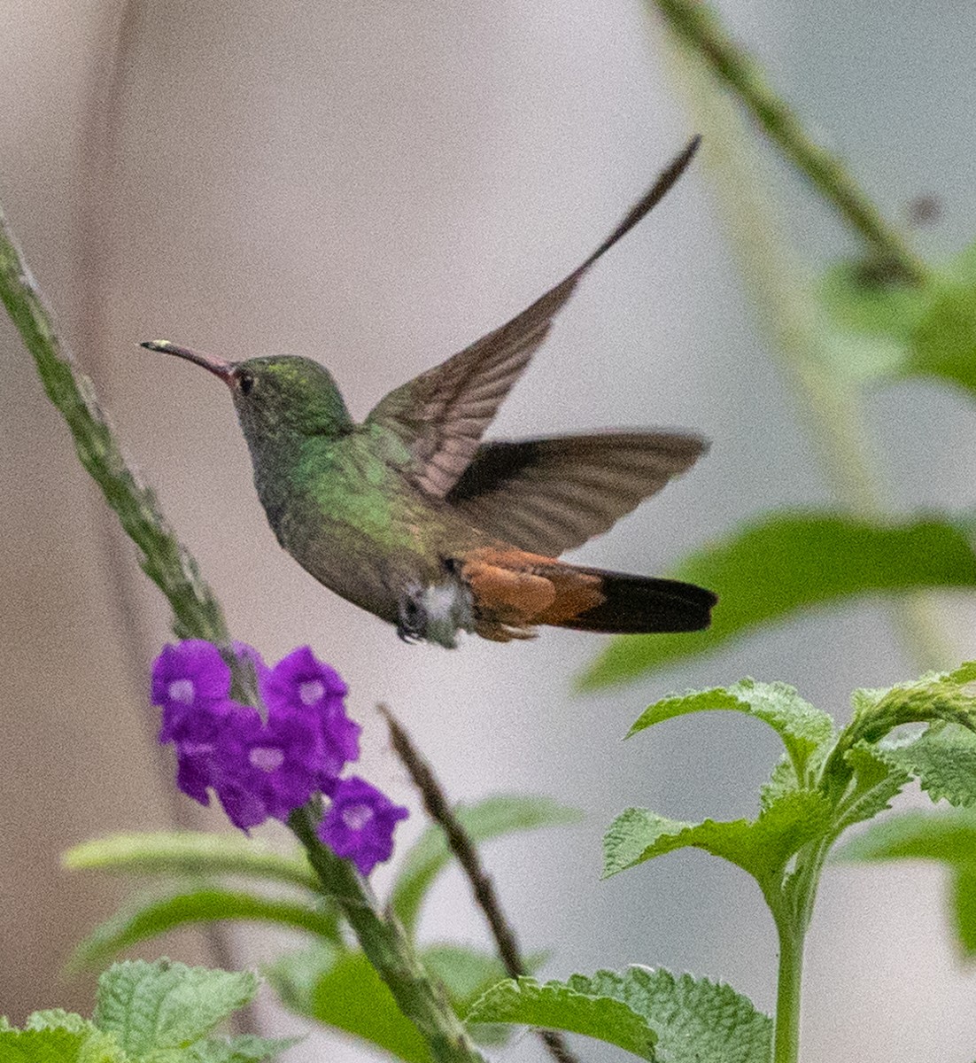 Rufous-tailed Hummingbird - ML618726633
