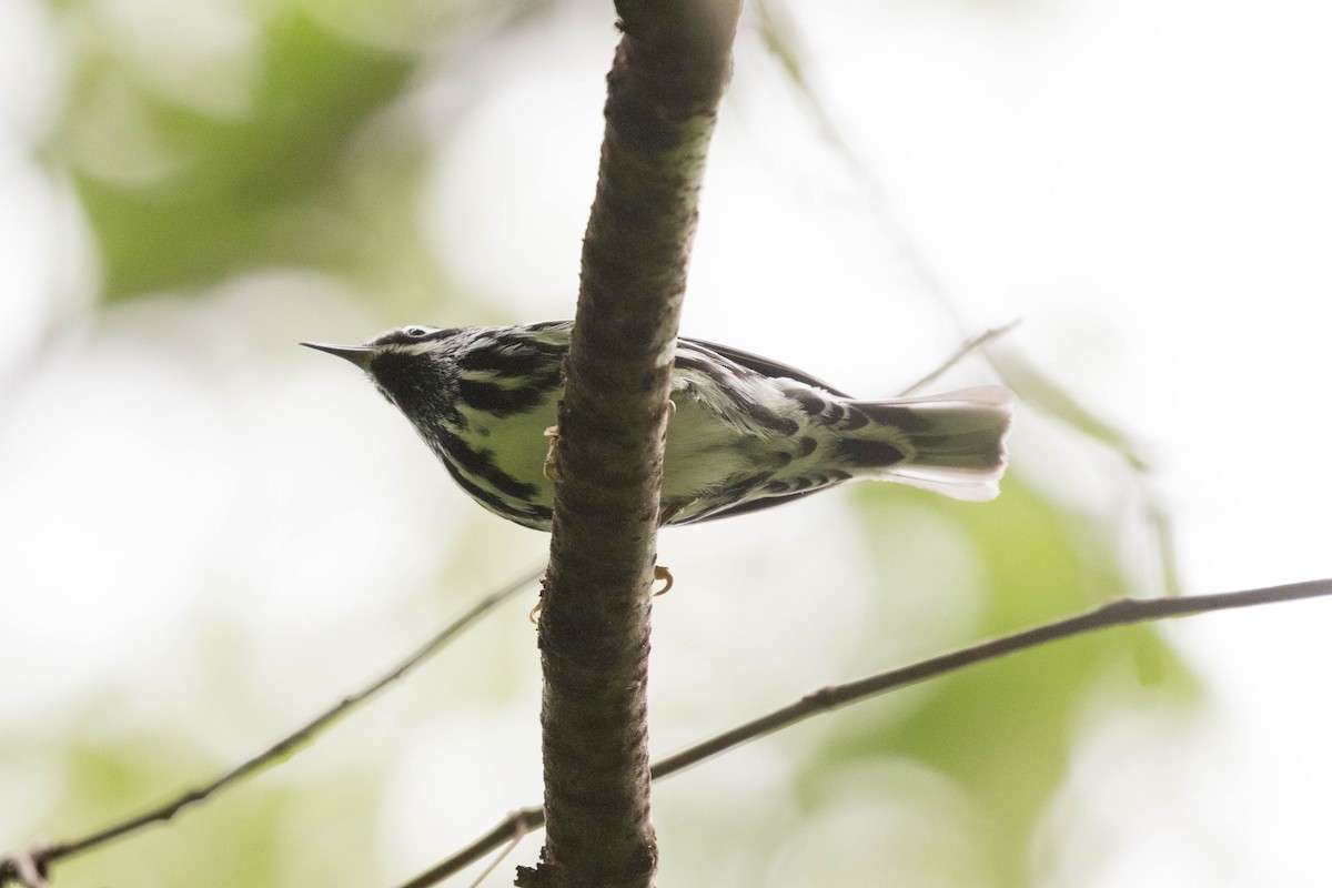 Black-and-white Warbler - ML618726641