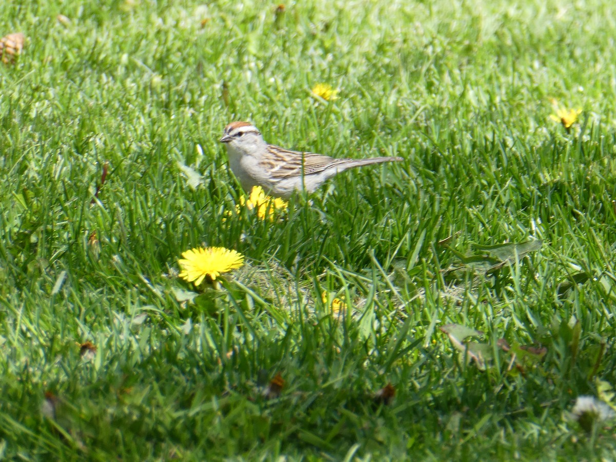 Chipping Sparrow - ML618726657