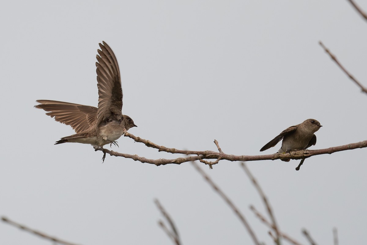 Northern Rough-winged Swallow - ML618726665