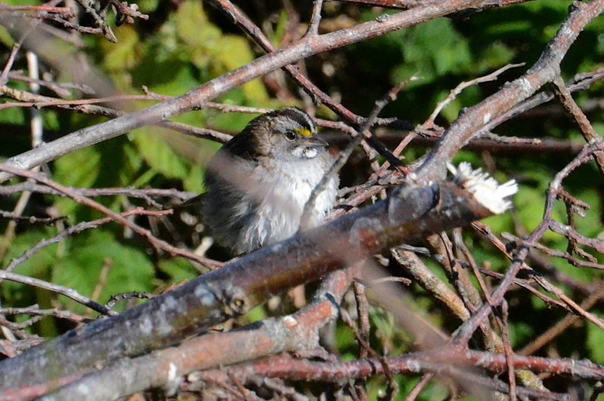 White-throated Sparrow - ML618726675
