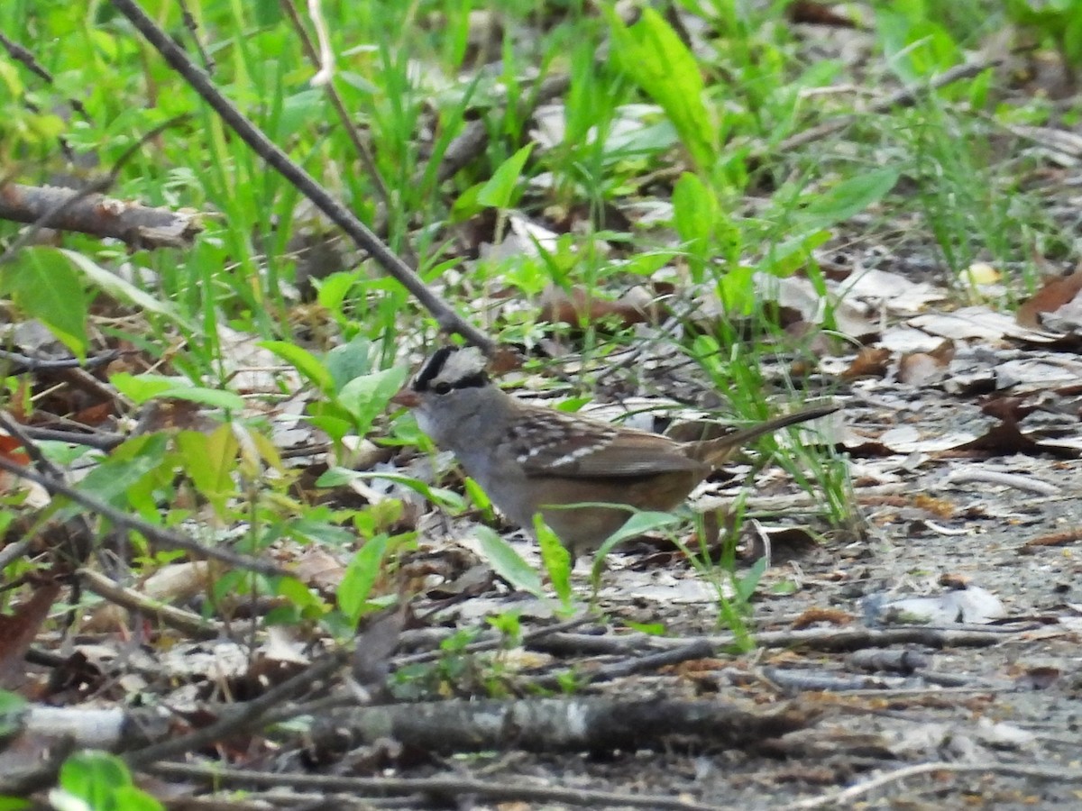 White-crowned Sparrow - ML618726696